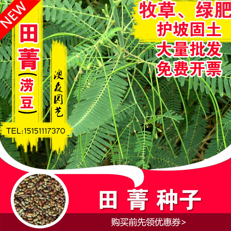 田青植物简介,田青植物 - 伤感说说吧