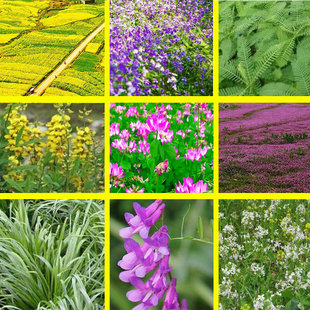 秋播绿肥种籽肥田萝卜种子毛苕紫花苕油菜紫云英红白三叶苜蓿种孑