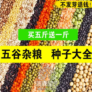 五谷杂粮种籽甜苦荞麦燕麦黑小麦青稞红高粱谷子种子水稻农家庭院