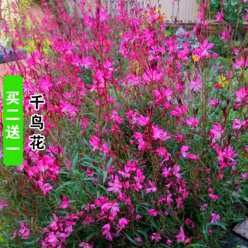 春秋多年生耐寒耐旱千鸟花