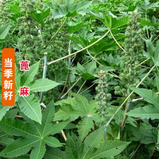 蓖麻种子草麻种子老麻子种籽药材种子可榨油药用蓖麻子中药材种籽