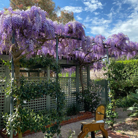 紫藤花树苗耐寒攀援盆栽花卉爬藤植物多季开花庭院阳台廊架拱门