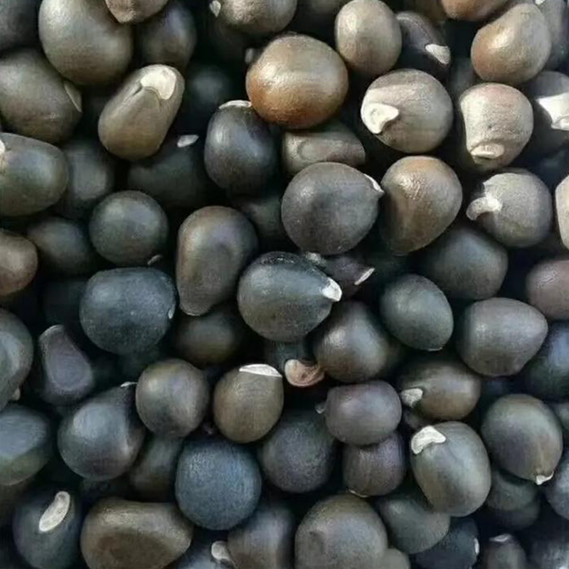 耐寒文冠果种子 食用油树 榨油 北方文冠果树种 文冠树经济树种