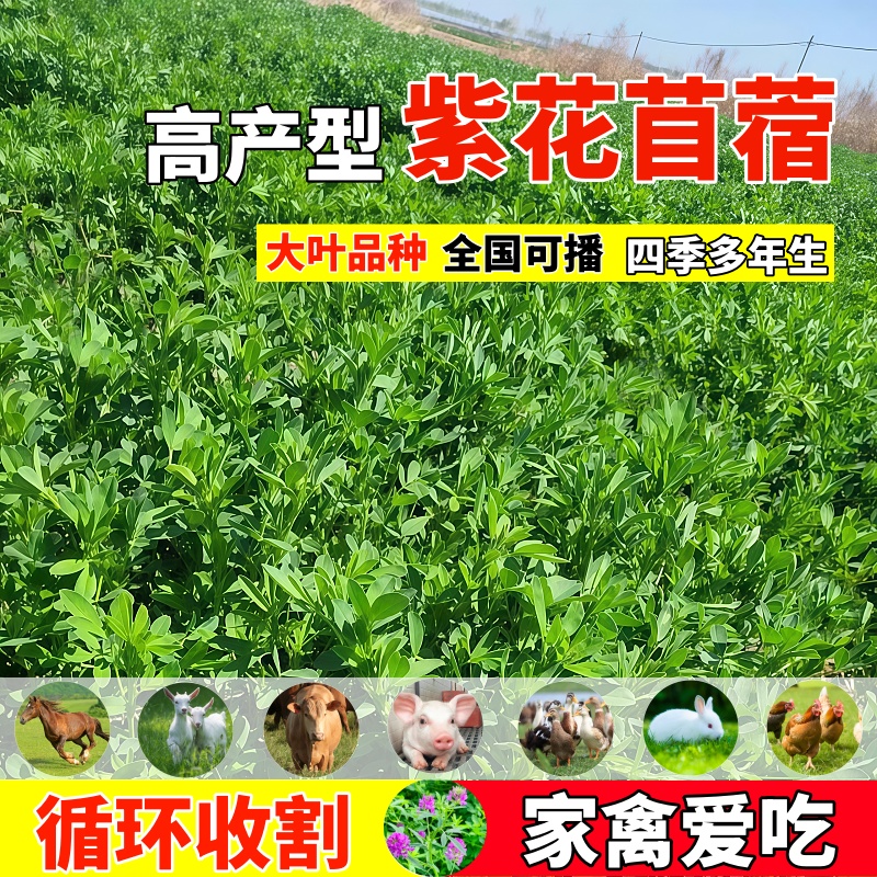 紫花苜蓿草籽种多年生四季