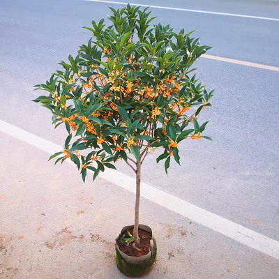 嫁接桂花树苗庭院耐寒风景树金桂丹桂朱砂桂沉香桂浓香型绿植花卉