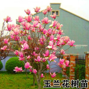 娇红一号玉兰苗紫玉兰花苗红玉兰树苗庭院别墅花园植物