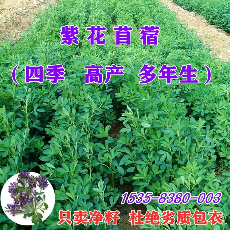进口紫花苜蓿草种籽多年生