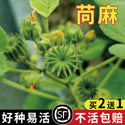 苘麻种子 青麻种籽 野苎麻 线麻冬葵种孑小苘子做麻绳用冬葵种籽