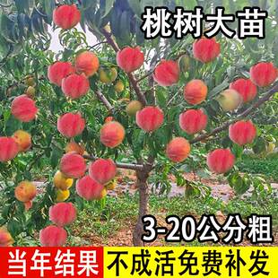 正宗桃树果苗冬桃油桃水蜜桃树苗南北方盆栽地栽庭院四季种植大树