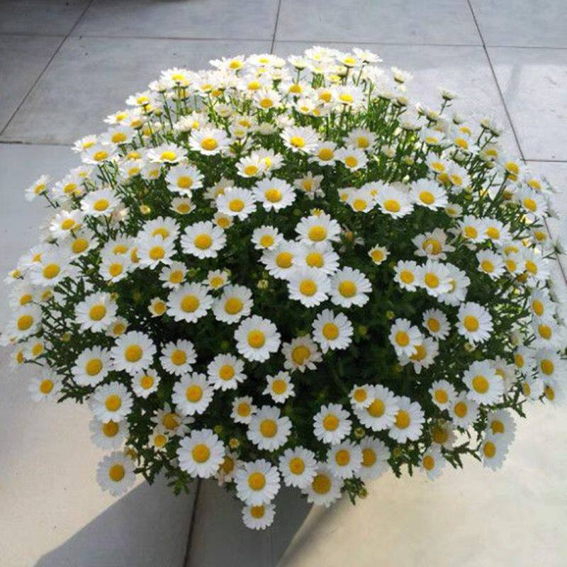 雏菊花种籽子四季播种开花太阳花洋桔梗阳台花籽蔷薇花种子格桑花