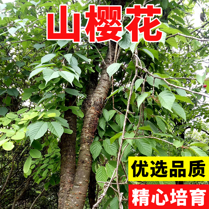 正宗大青叶樱桃种子野樱桃种子山樱桃山种子果树种子嫁接砧木