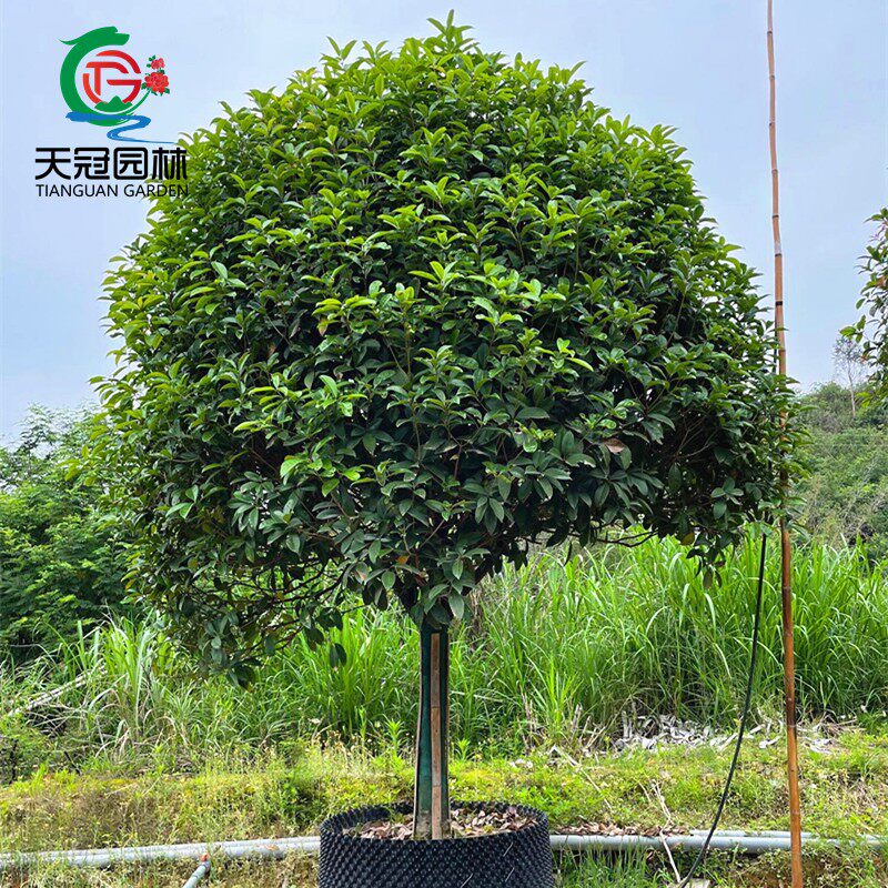 桂花树苗原生金桂丹桂别墅庭院大桂花