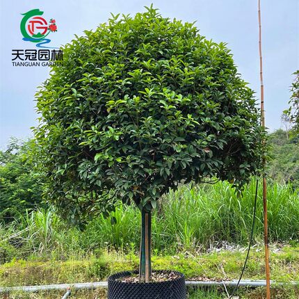 桂花树苗原生金桂丹桂别墅庭院大型四季常青耐寒浓香绿化风景花树