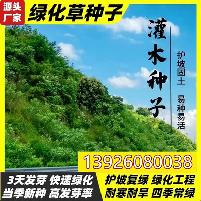 护坡固土植物灌木草籽紫穗槐种子刺槐树绿化斜山边坡高速草籽