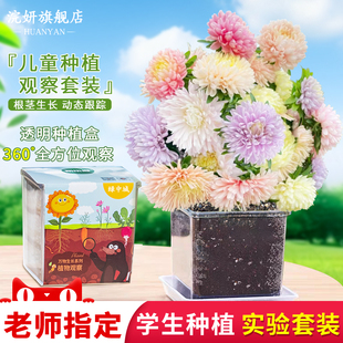 糖果翠菊种子儿童种植套装小盆栽学生幼儿园观察植物向日葵种籽