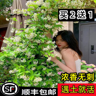 风车茉莉花苗爬藤植物四季常青庭院阳台盆栽粉色银丝茉莉大苗老桩