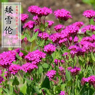 高雪轮种子高雪伦美人草大蔓四季矮雪轮种子阳台播种花种籽子