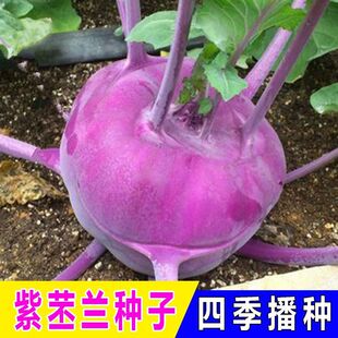 水果苤蓝种子紫苤兰球茎苤菜天津青苤蓝大头菜薄皮生吃脆嫩芥兰头
