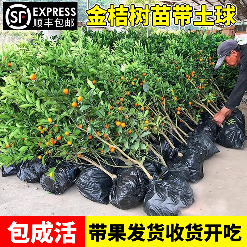 纯甜脆蜜金桔带果盆栽树苗四季果树可食用橘子苗脆皮金橘室内常绿