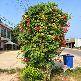 中华凌霄花苗庭院耐寒风景树盆栽爬藤攀援开花植物美国凌霄花树苗