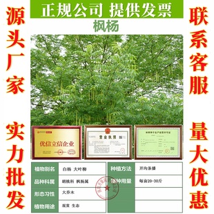 林木种子枫杨种子杨树种子水麻柳种子燕柳树种子白杨树种子蜈蚣柳