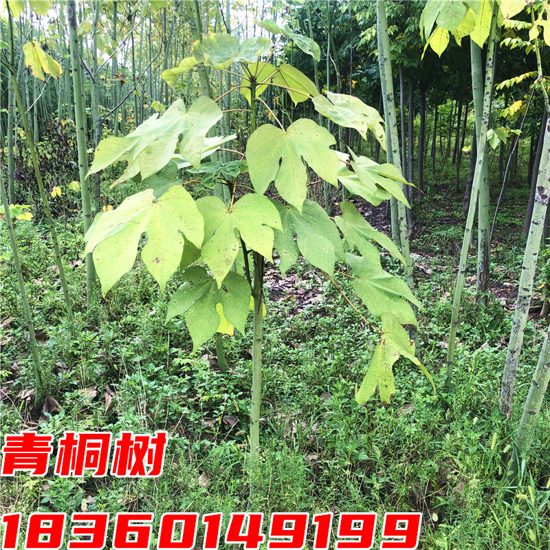 青桐树苗青皮梧桐小苗庭院行道遮阳大型耐寒绿化风景树中国梧桐树