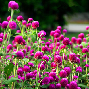 矮生千日红种子火球花 百日红圆仔花 千日紫种子景观绿化花种籽子