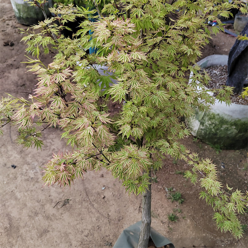 日笠山 日本枫树  阳台 庭院盆栽植物 蝴蝶 彩色树种