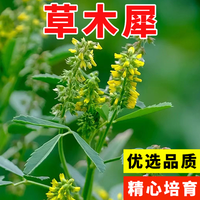 草木樨种子 草木犀 蜜源植物 黄花草 牧草型 绿肥 耐寒耐贫瘠草籽