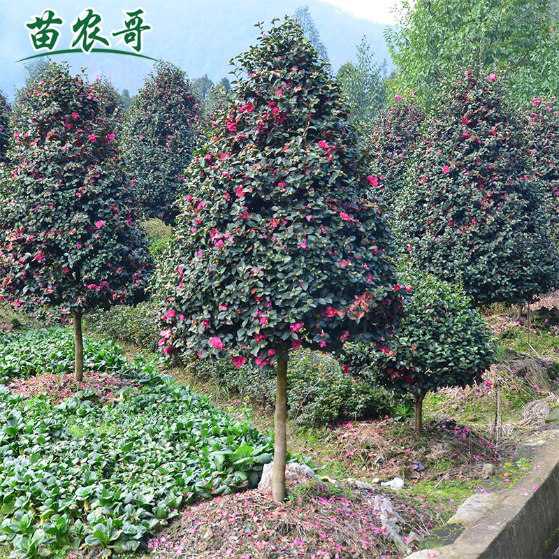 茶梅塔形 茶梅球庭院别墅绿化四季常青植物花卉净化空气茶梅树球