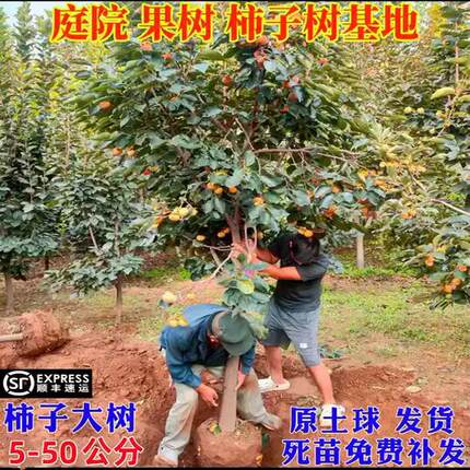 柿子苗树脆甜黑磨盘火晶红灯笼庭院果树南北方种植特大柿子树果苗