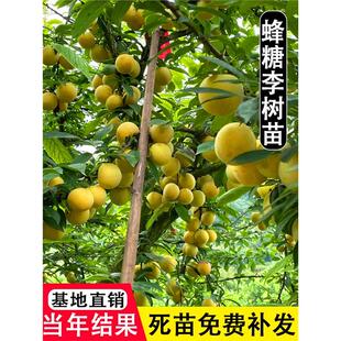 正宗蜂糖李树苗脆甜脱骨李西梅果树盆栽地栽庭院四季种植李子