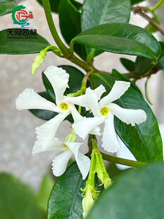 风车茉莉爬藤花卉植物络石藤苗庭院盆栽银丝茉莉藤蔓耐寒芳香四溢