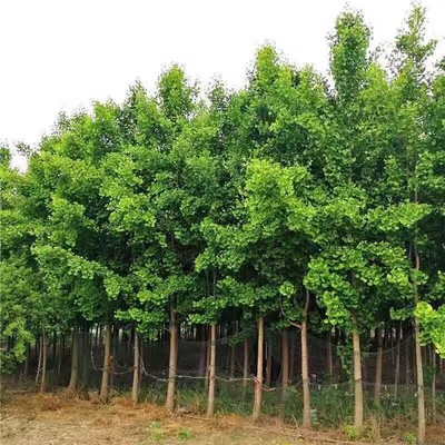 金叶银杏树苗活苗庭院别墅绿化苗木行道树银杏大树南北方种植带土
