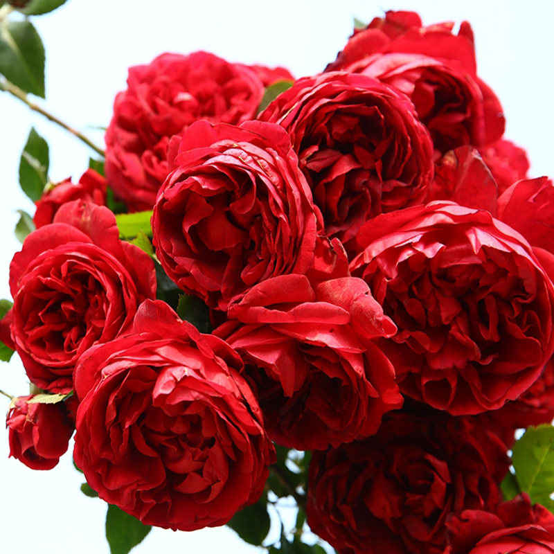 藤本月季花大苗玫瑰国度的天使四季阳台庭院耐荫爬藤浓香花卉植物
