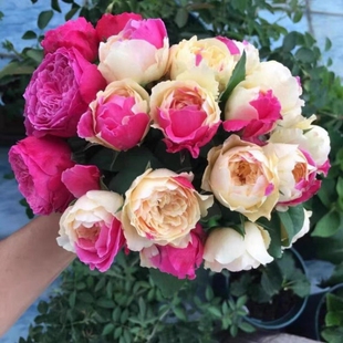 欧月季花苗 风月盆栽苗 切花月季 风月 包子型黄色粉红斑纹