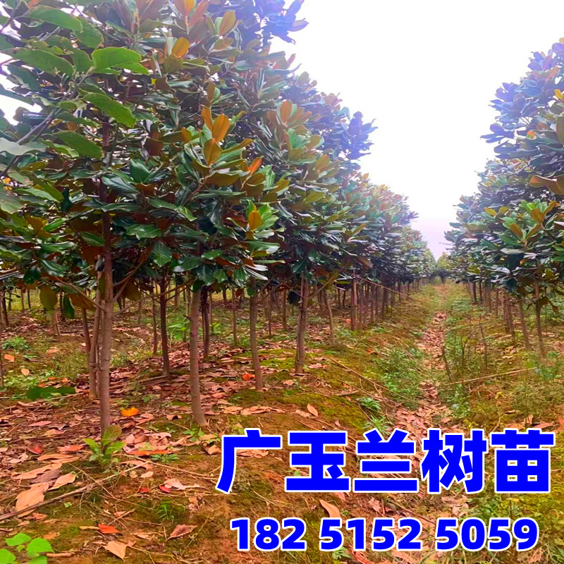 广玉兰树苗 广玉兰小苗 玉兰树