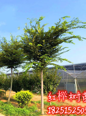 榉树苗榉树小苗 红榉白 榉树小苗庭院室外工程绿化专用大榉树树苗