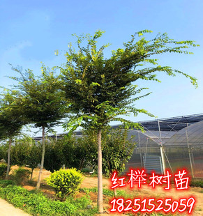 榉树苗榉树小苗 红榉白 榉树小苗庭院室外工程绿化专用大榉树树苗