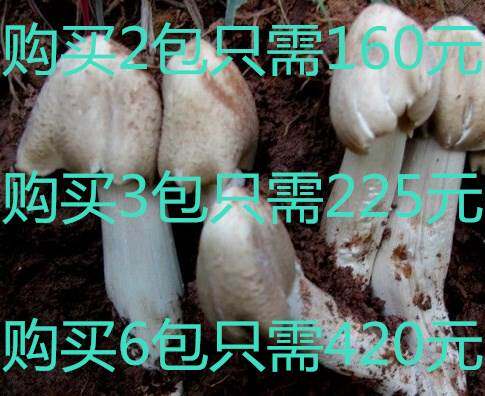 Cockfir fungus Planting techniques data Cockfir fungus Litchi Umbrella Mushroom speciesin the Agricultural goods , Serves  category - from Buy2taobao.com to provide professional Taobao agent buy service