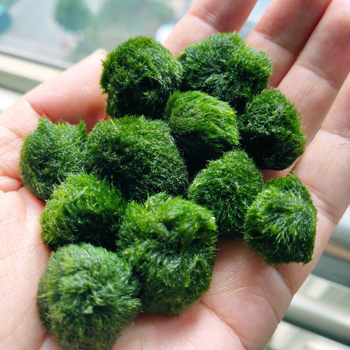 鱼缸绿藻球球藻造景易养懒人植物