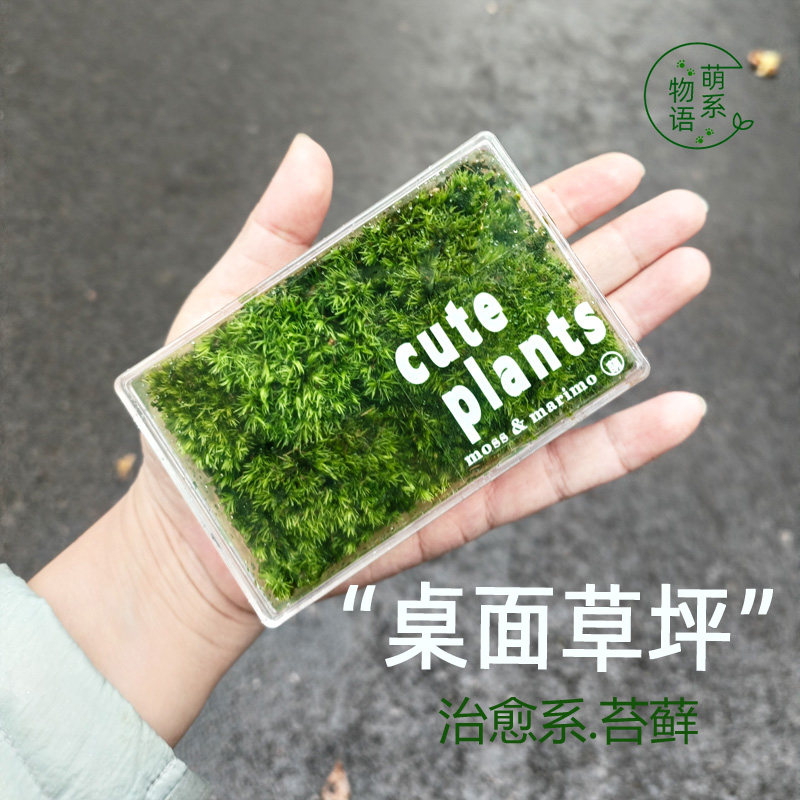 萌系物语苔藓微景观易养活植治愈