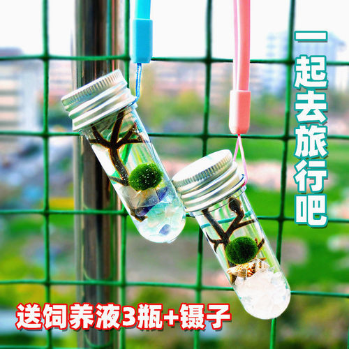 球藻生态瓶萌系物语情绪解压植物