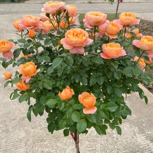欧月棒棒糖树桩月季花苗特大花浓香玫瑰盆栽阳台庭院耐寒花卉植物