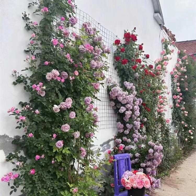 防锈diy庭院花墙月季爬藤网