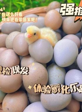 卢丁鸡种蛋受精蛋宠物鸡小鸡蛋可孵化小鸡仔学生版芦丁鸡蛋宝宝