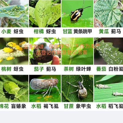 大棚蔬菜抗性虫害驱虫蓟马跳甲蚜虫飞虱青龙决青虫地老虎吊克辣椒