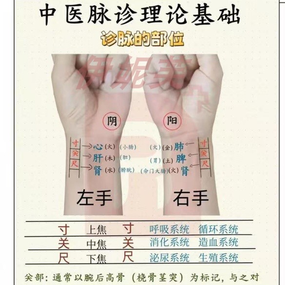 许跃远中医脉诊摸脉基础象脉学视频大全集自学零基础从入门到精通