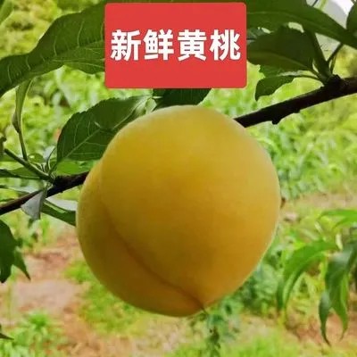 广东九峰山黄桃新鲜黄桃当季现摘现发孕妇水果脆甜多汁应季水果