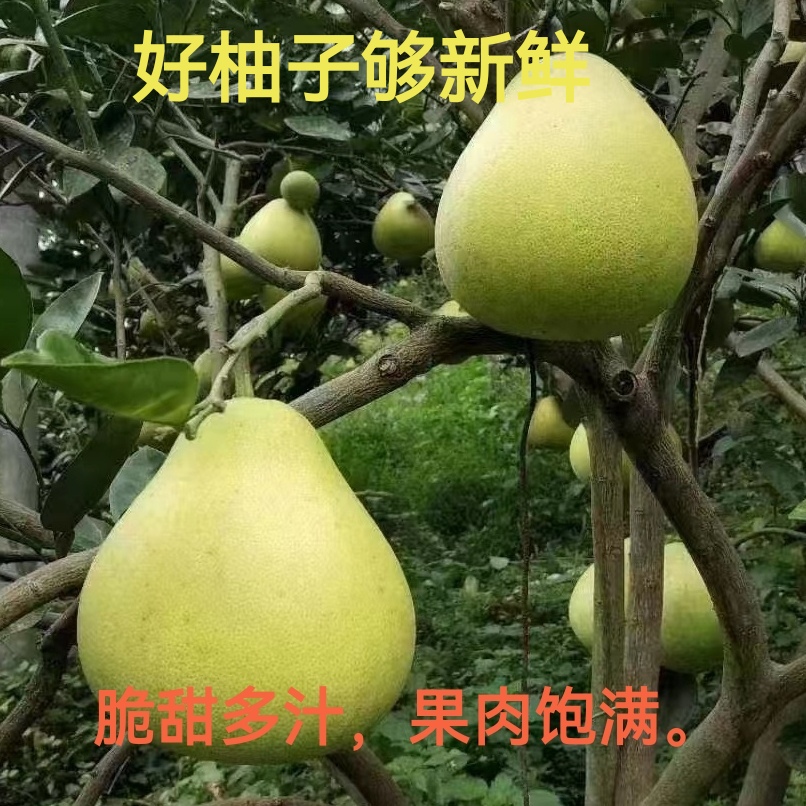 粤北老树土柚中华药柚冰糖柚脆甜爆汁新鲜小苦柚纯甜无酸味的麻柚